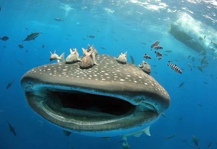 La Isla de los Gigantes, el misterio del pez más grande del mundo