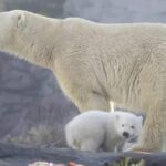 La historia evolutiva de los osos pardo y del polar, tan compleja como la humana