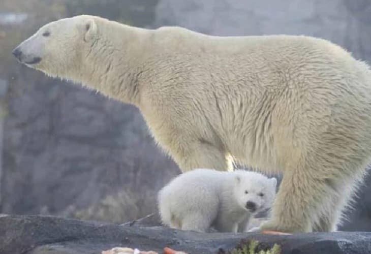 La historia evolutiva de los osos pardo y del polar, tan compleja como la humana