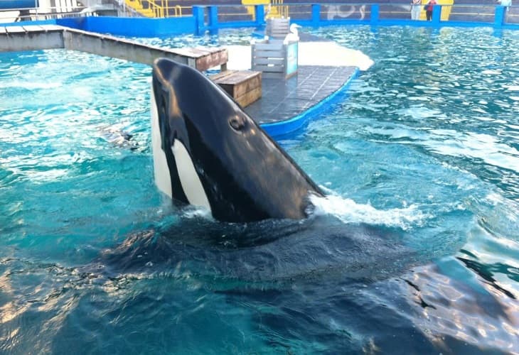 La orca Lolita se recupera de una grave enfermedad en el Miami Seaquarium