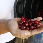 La producción de café de Colombia cae un 4 % en lo que va de año