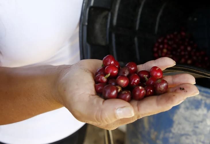 La producción de café de Colombia cae un 4 % en lo que va de año
