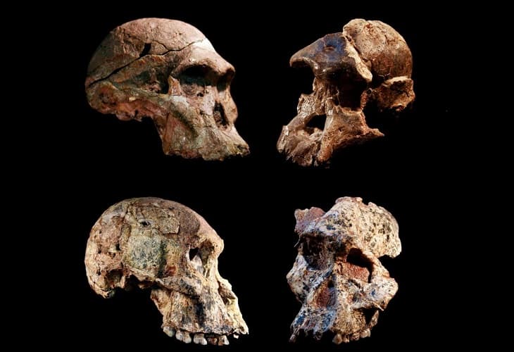 Los Australopitecus sudafricanos y del África del este fueron contemporáneos