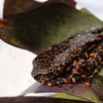 Presentan una nueva especie de rana que habita en bosques húmedos de Ecuador