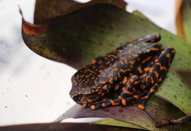 Presentan una nueva especie de rana que habita en bosques húmedos de Ecuador