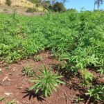 Un tribunal autoriza por primera vez el cultivo de marihuana en Brasil