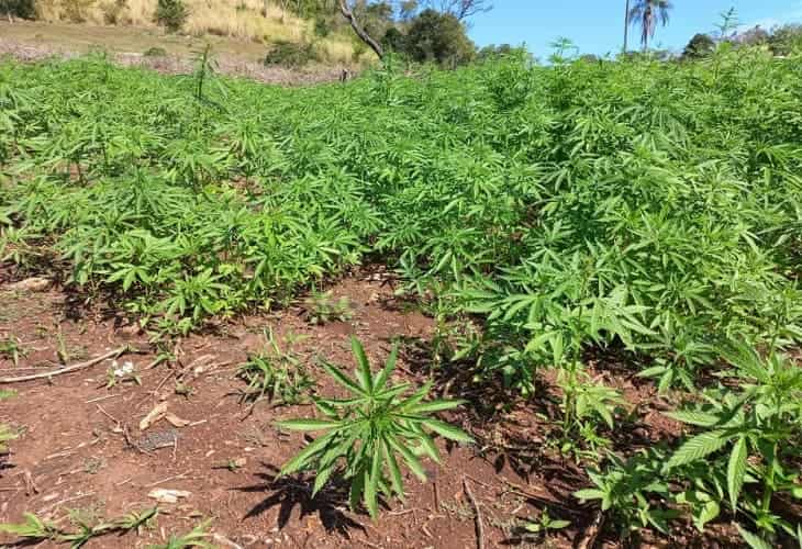 Un tribunal autoriza por primera vez el cultivo de marihuana en Brasil