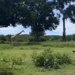 Un trozo de sabana africana en Filipinas, el exótico capricho de los Marcos