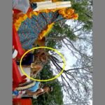 Reina por poco cae a la vía desde su carroza en el Reinado Nacional de la Ganadería