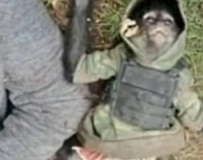 Un mono araña vestido de sicario fue abatido en un enfrentamiento contra narcos