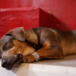 17 perros han sido envenenados en Rionegro, Antioquia