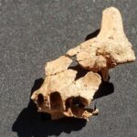 Atapuerca acaba la campaña en la que recuperó un fósil humano de 1,4 millones