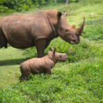 Bebé rinoceronte crece y socializa con su manada en zoológico de Cuba