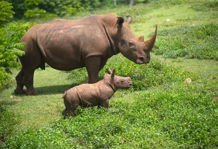 Bebé rinoceronte crece y socializa con su manada en zoológico de Cuba