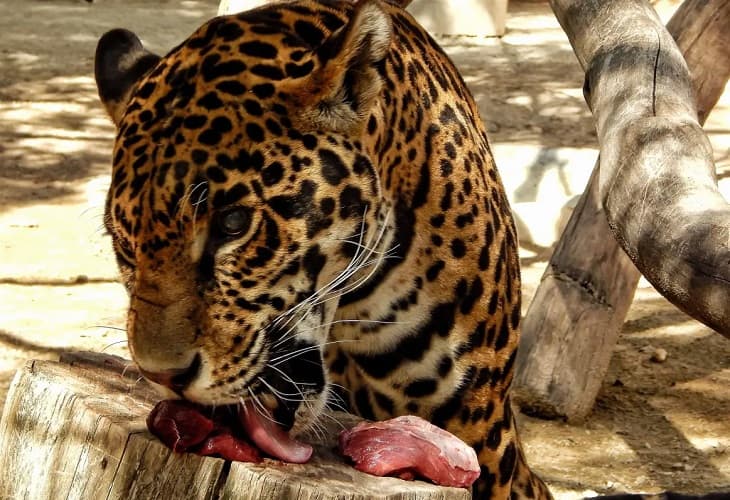 Docena de felinos que sufrían maltrato llegan a reserva en centro de México