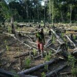 El castigo por las talas en la Amazonía brasileña es mínimo, según un estudio