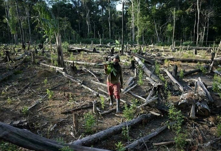 El castigo por las talas en la Amazonía brasileña es mínimo, según un estudio