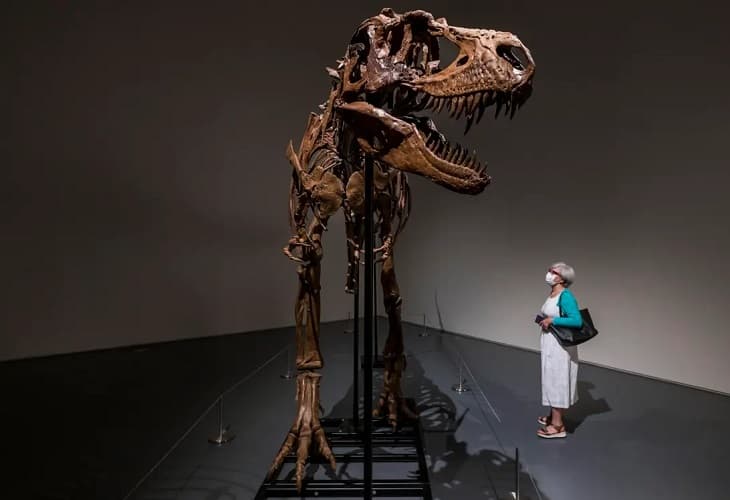 El esqueleto de un dinosaurio de hace 77 millones de años, a subasta en EE.UU.