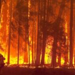 El incendio que amenaza las secuoyas de Yosemite (EE.UU.), contenido en un 25%