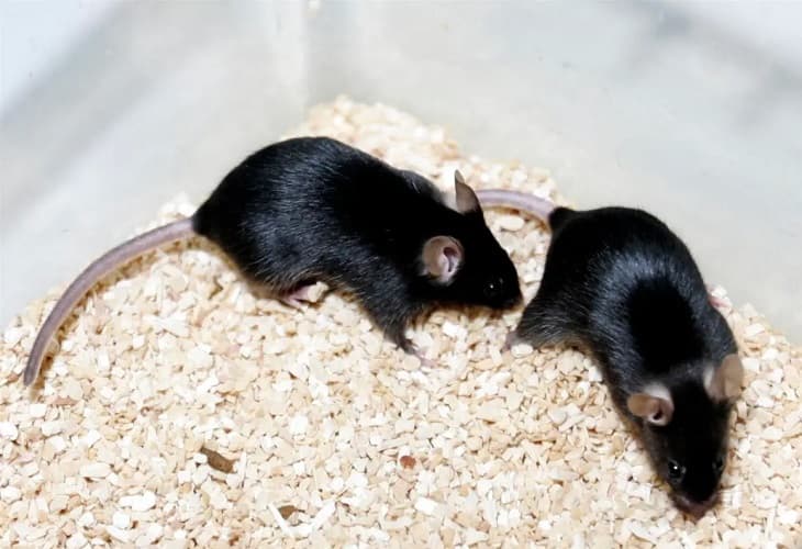 El sonido induce alivio del dolor en ratones a través de un circuito neuronal