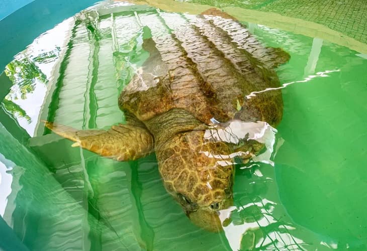 Inauguran un hospital para tortugas marinas en el Zoológico de Miami