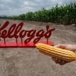 Kellogg impulsa proyectos de conservación y maíz amarillo en México