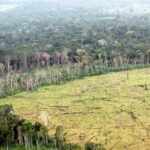 La deforestación aumentó en Colombia en 2021 por segundo año consecutivo