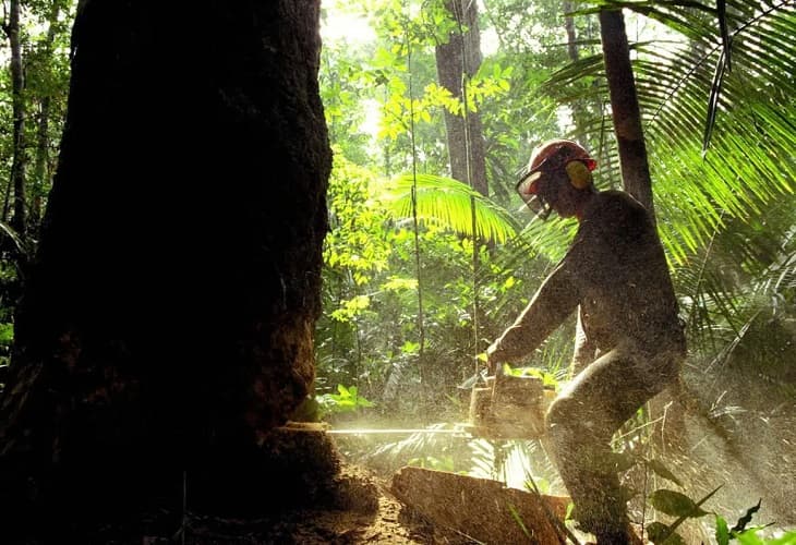 La deforestación en Brasil creció un 20 % en 2021 y Amazonía fue la mas afectada