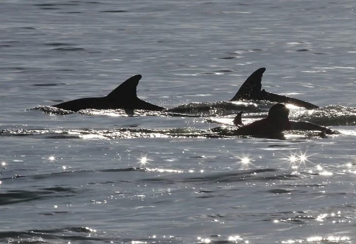 La genómica de paisaje marino de los delfines revela su diversidad adaptativa