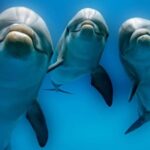 La guerra en Ucrania, mortal para miles de delfines en el Mar Negro