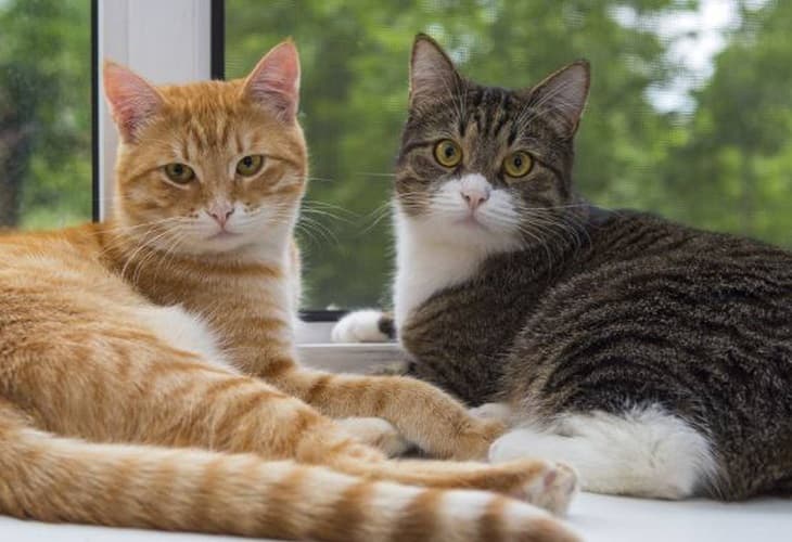 Las hormonas y el microbioma influyen en que los gatos puedan vivir en grupo