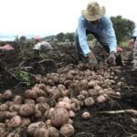 Latinoamérica avanza en un plan regional de agricultura ante el cambio climático