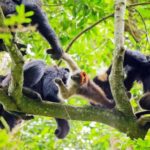 Los chimpancés, como los humanos, usan la comunicación para cooperar mejor (1)