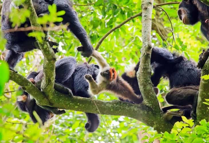 Los chimpancés, como los humanos, usan la comunicación para cooperar mejor (1)