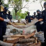 Malasia confisca un contenedor procedente de África con 6.000 kg de colmillos de elefante