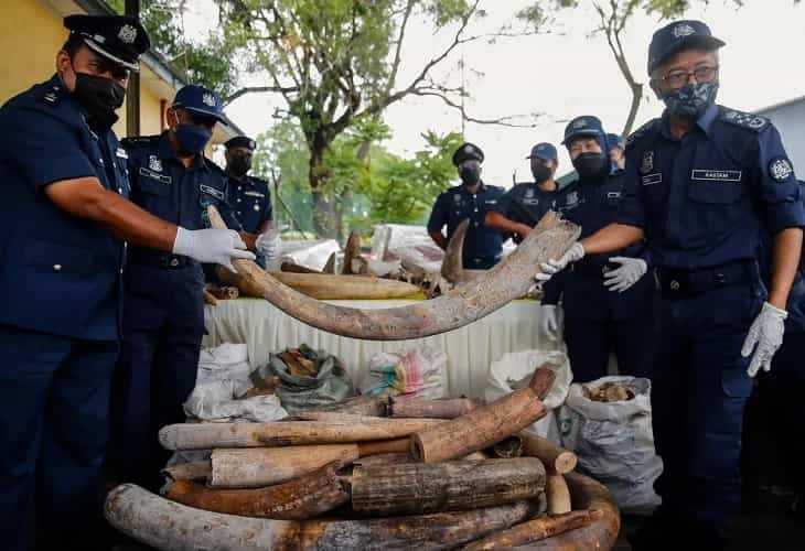 Malasia confisca un contenedor procedente de África con 6.000 kg de colmillos de elefante