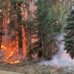 Sequía e incendios amenazan las ancestrales secuoyas en EE.UU.