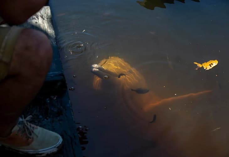 Un santuario para el delfín rosado del Amazonas en Ecuador