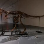 Venden por seis millones de dólares el esqueleto de un dinosaurio del Cretácico