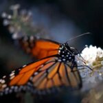 WWF - ingreso de mariposa monarca a especies amenazadas es una oportunidad