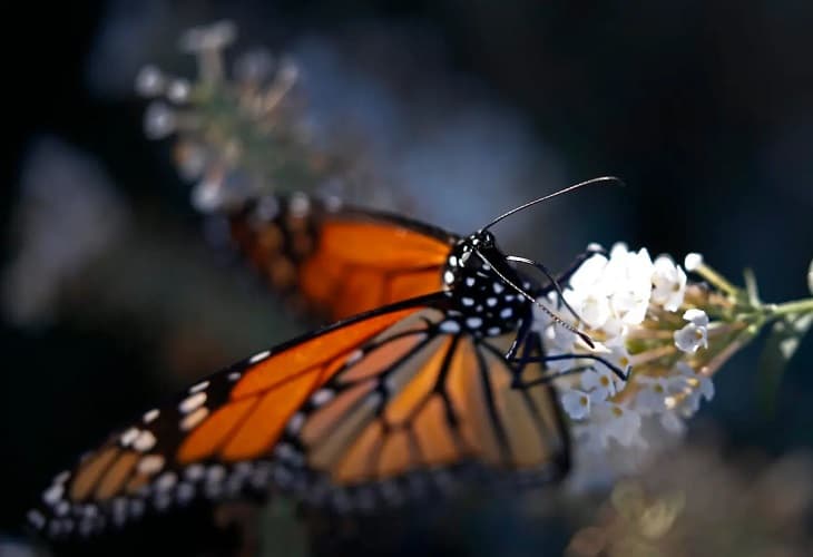 WWF - ingreso de mariposa monarca a especies amenazadas es una oportunidad