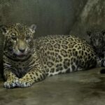 Zoológico de Nicaragua reproduce dos jaguares en peligro de extinción