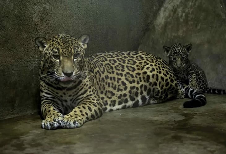 Zoológico de Nicaragua reproduce 2 jaguares en peligro de extinción