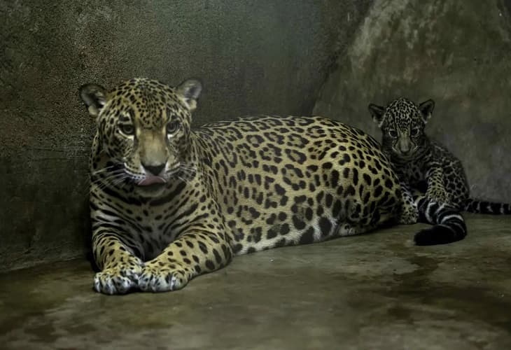 Zoológico de Nicaragua reproduce dos jaguares en peligro de extinción