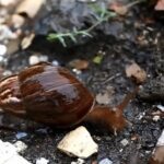 Advierten en Montería la presencia del caracol africano