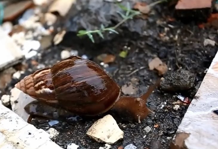 Advierten en Montería la presencia del caracol africano