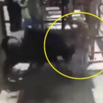 Murió hombre que fue embestido por vaca en la Feria de Ganado de Abejorral