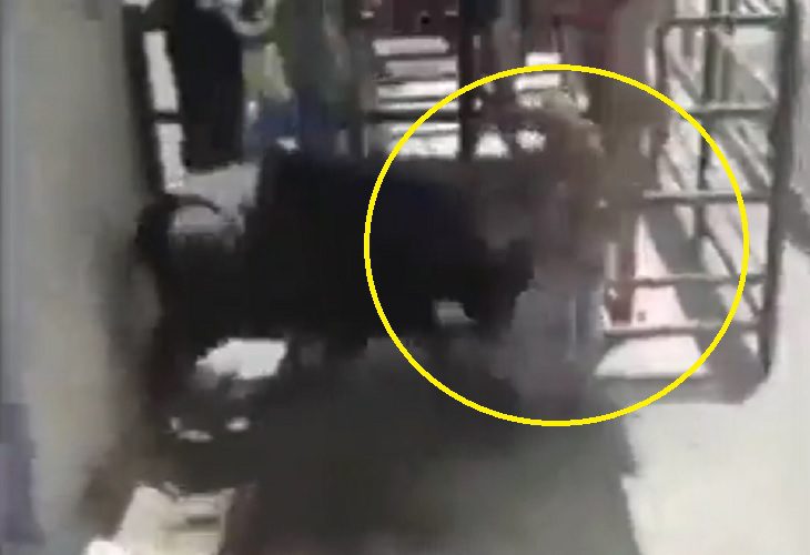 Murió hombre que fue embestido por vaca en la Feria de Ganado de Abejorral