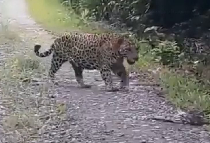 Conductor de bus avistó un jaguar en una vía de Puerto Asís