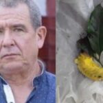 Un caficultor de Pensilvania, Caldas, murió tras la picadura de un gusano pollo